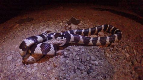 rattlesnake youtube|king snake eating rattlesnake video.